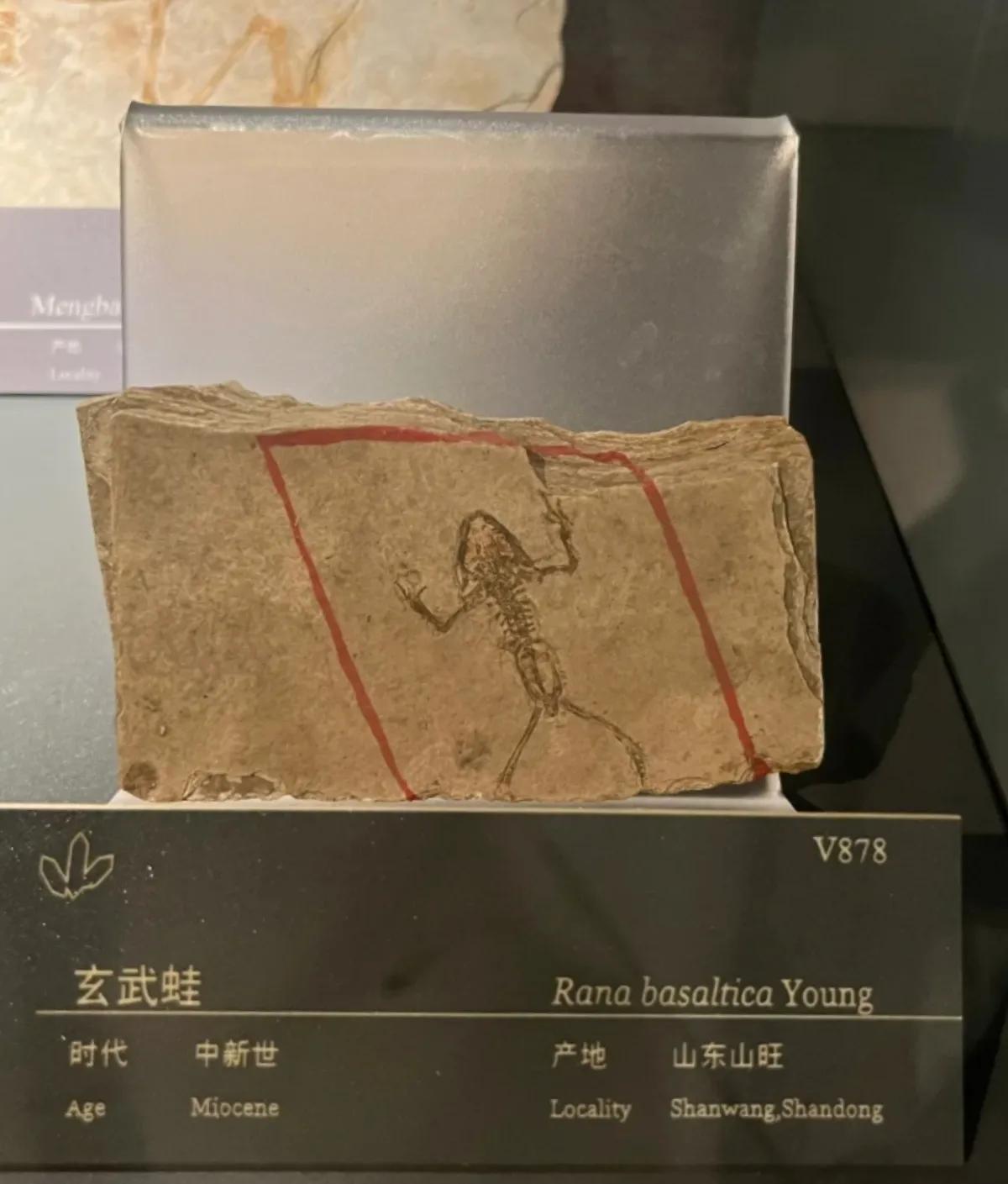 中国地质博物馆藏宝图,国家地质博物馆藏品