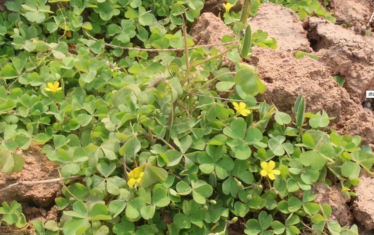 春天花园施什么肥,春天花园除虫