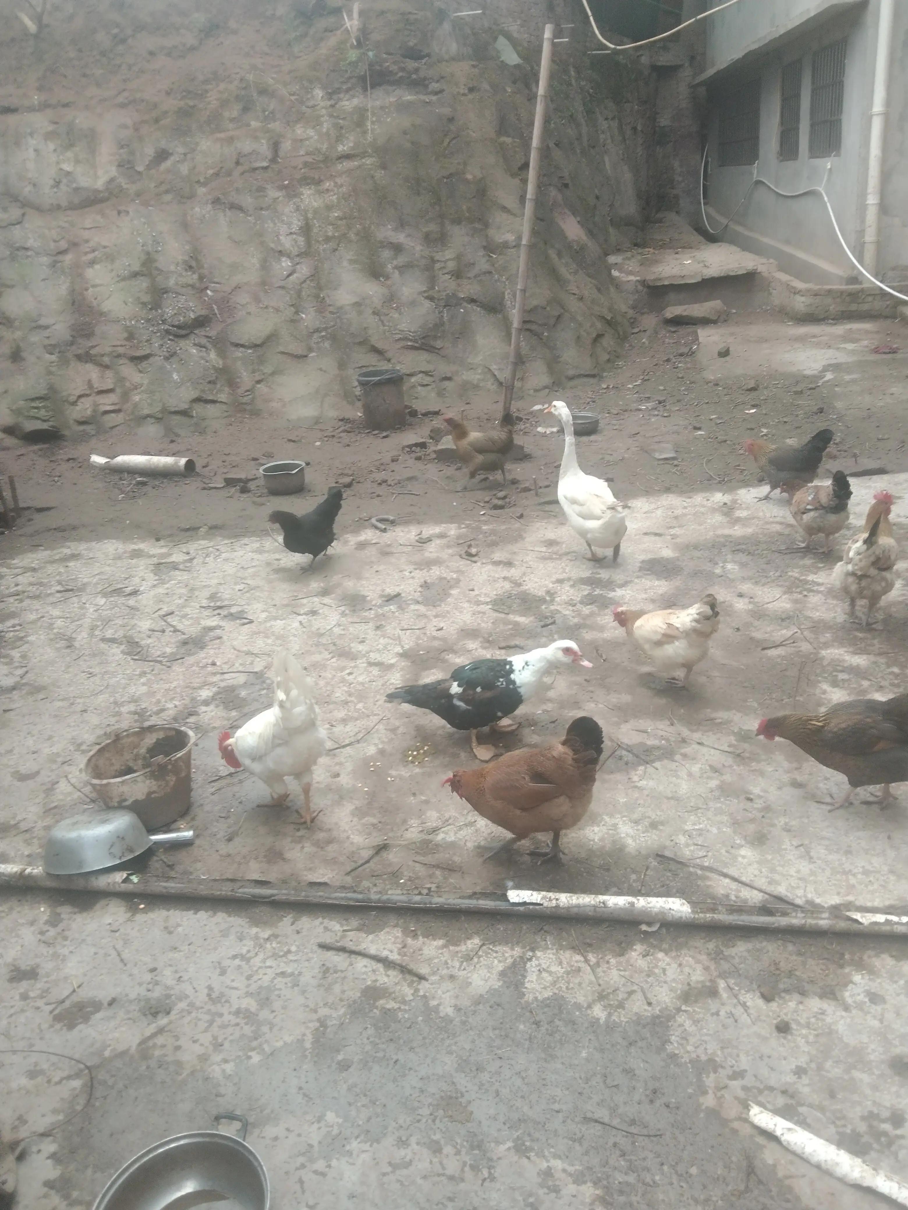 养土鸡防黄鼠狼有绝招,散养鸡怎么防老鹰黄鼠狼