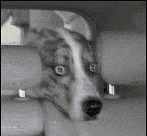 杜高撕咬泰迪,养狗不要给别人造成伤害