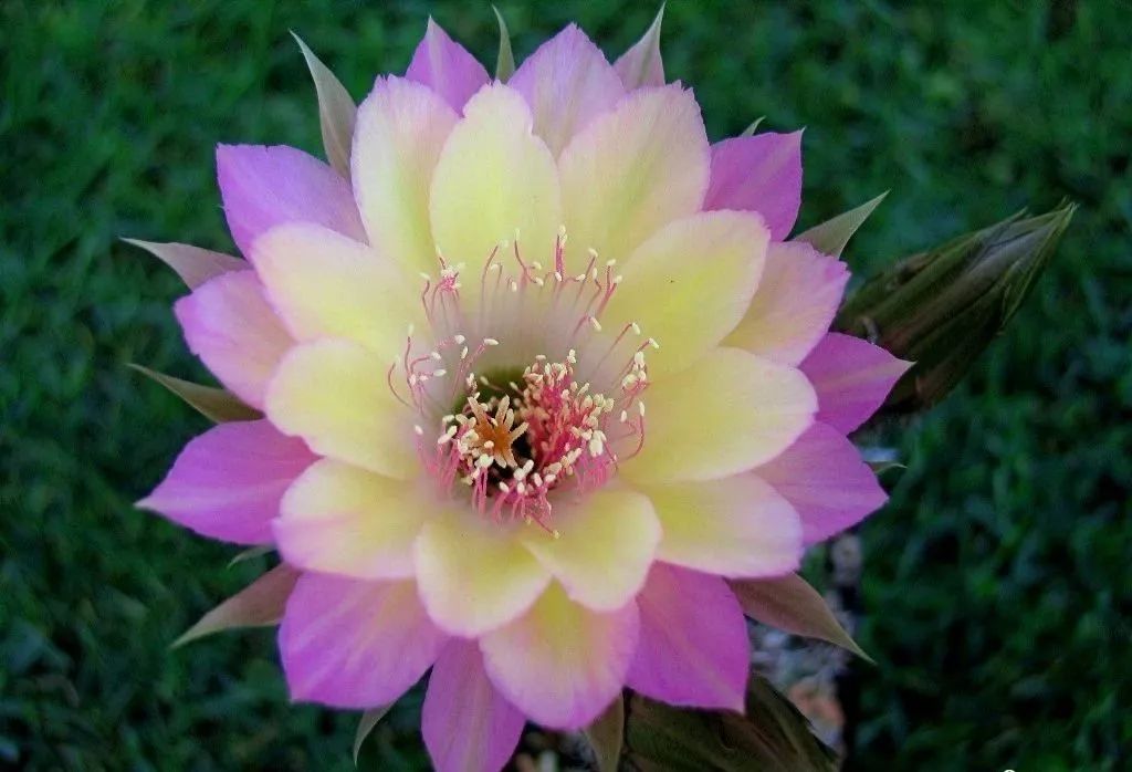 200种·仙人球开花图鉴，大开眼界，美到爆