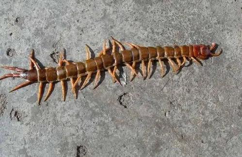 蜈蚣是叫千足虫还是百足虫,有点像蜈蚣又有点像百足虫