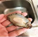 月子吃鲍鱼的最佳时间,产妇月子里什么时间可以吃鲍鱼