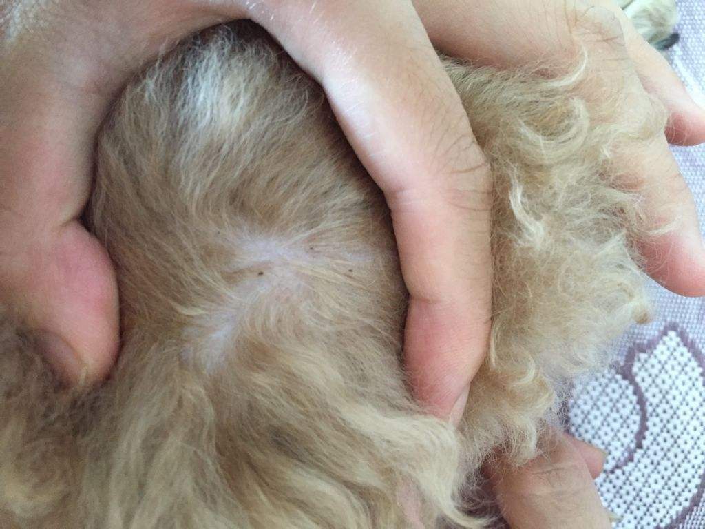 泰迪肚子里有虫子有什么症状,泰迪狗身上的虫子是什么虫