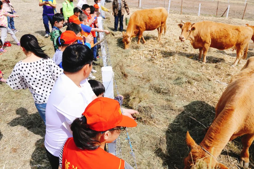 犇福金达莱地址,犇福农场金达莱多吗