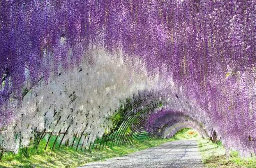 庭院四季常青不怕晒又耐寒的花树,适合在庭院里种植的花树有哪些