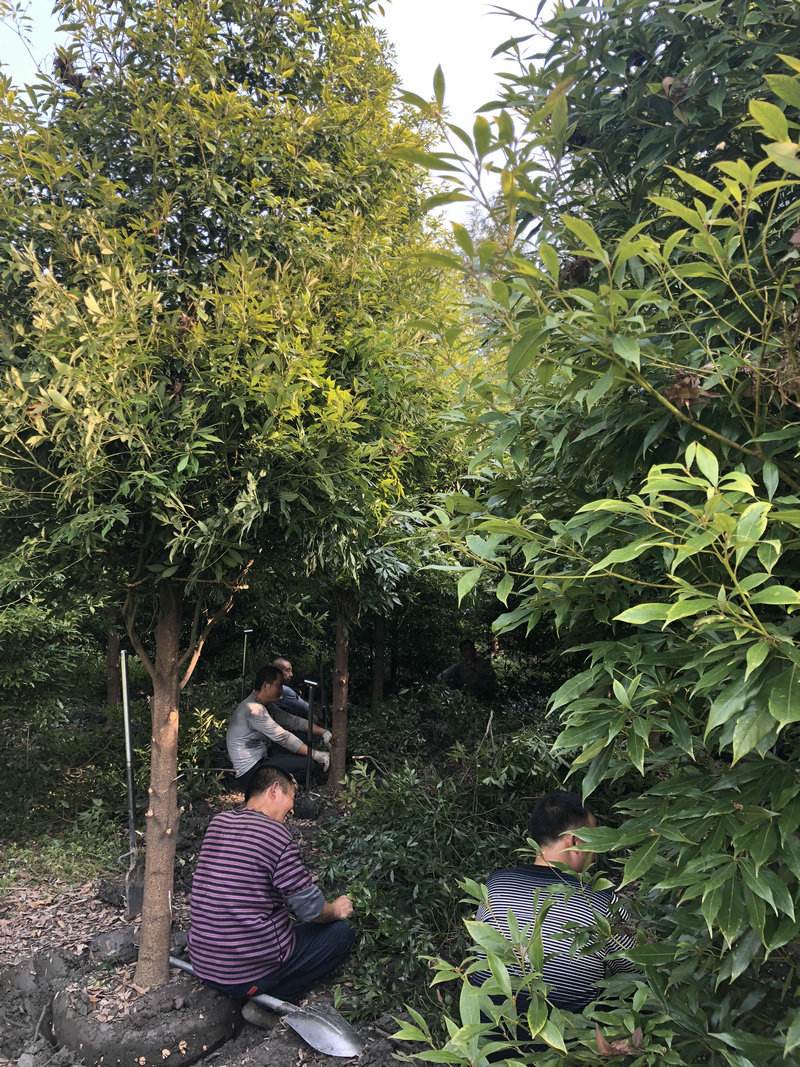 金丝楠木树苗为啥没人种,金丝楠木那么贵为何无人种