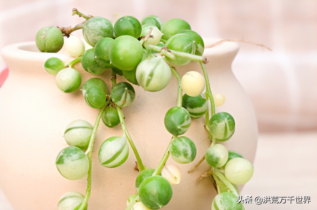 情人泪夏天的养殖方法,情人泪吊兰的养殖方法