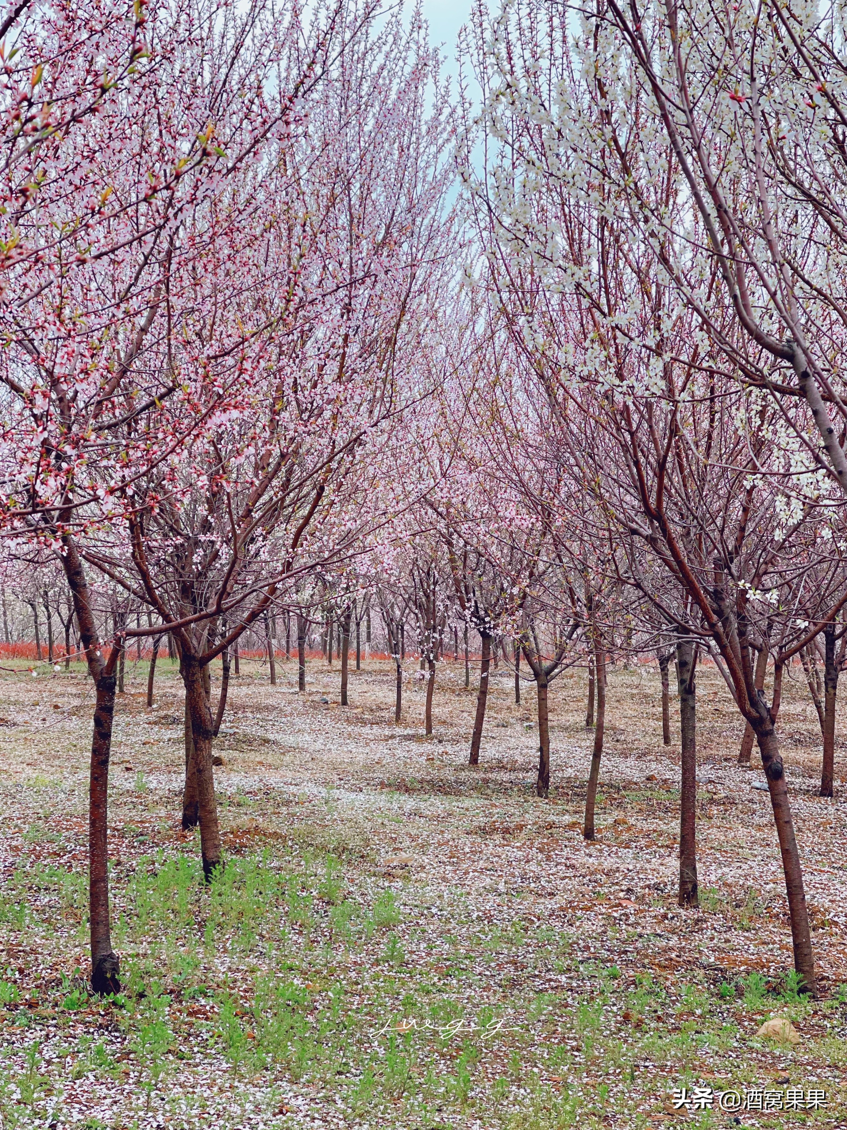 大连湾体育公园，十里桃花，不要门票停车免费还可露营遛娃