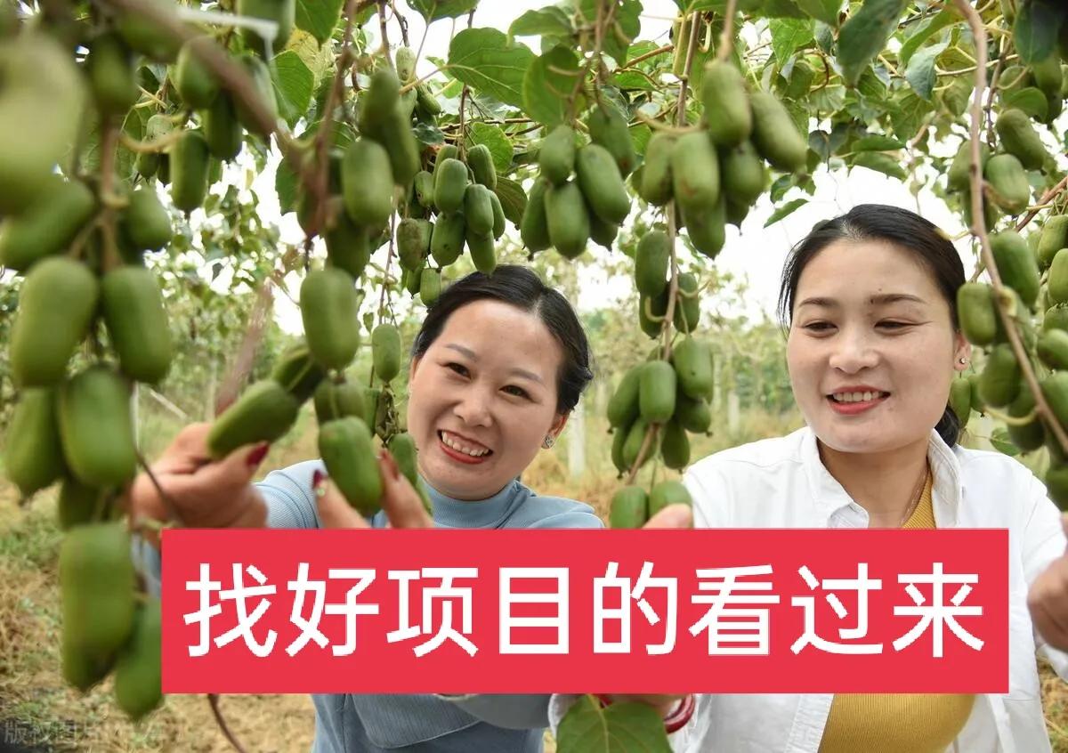 南田农产品红心猕猴桃,优质农产品正宗徐香猕猴桃