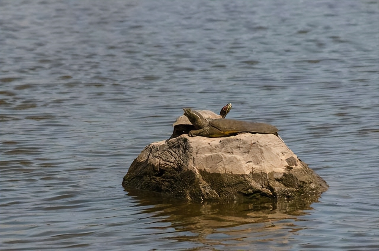 蚊子叮了甲鱼会死是真的吗,蚊子叮过甲鱼有毒吗