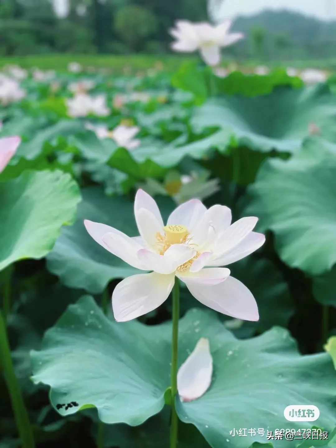 荷花盛开宜昌,宜昌哪里有荷花观赏