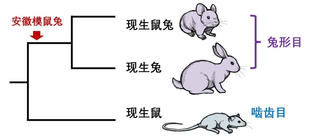 兔子没有实力就被人瞧不起,兔子从来没被战胜过