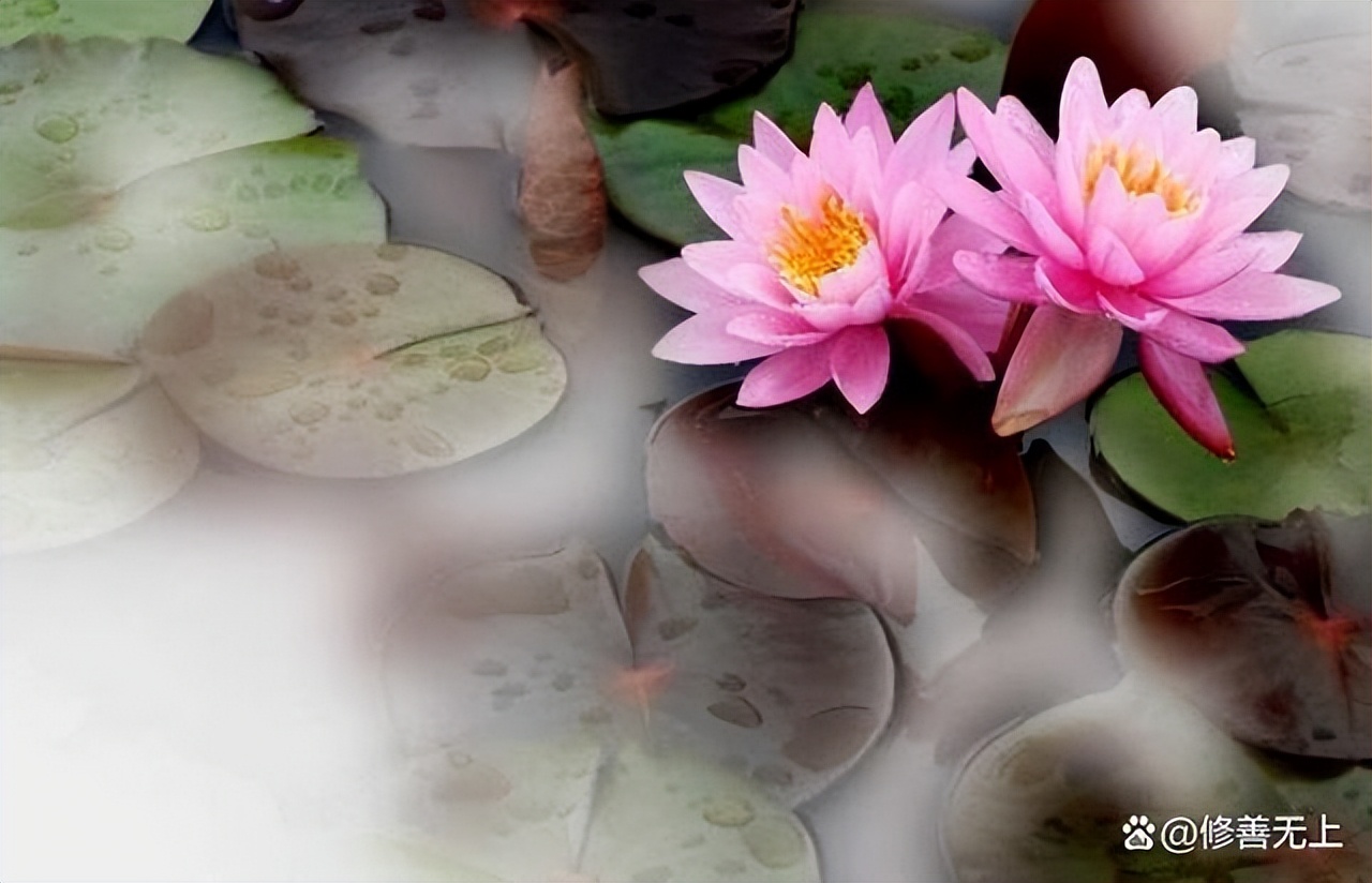 人生学会边走边放下,人生学会往前看