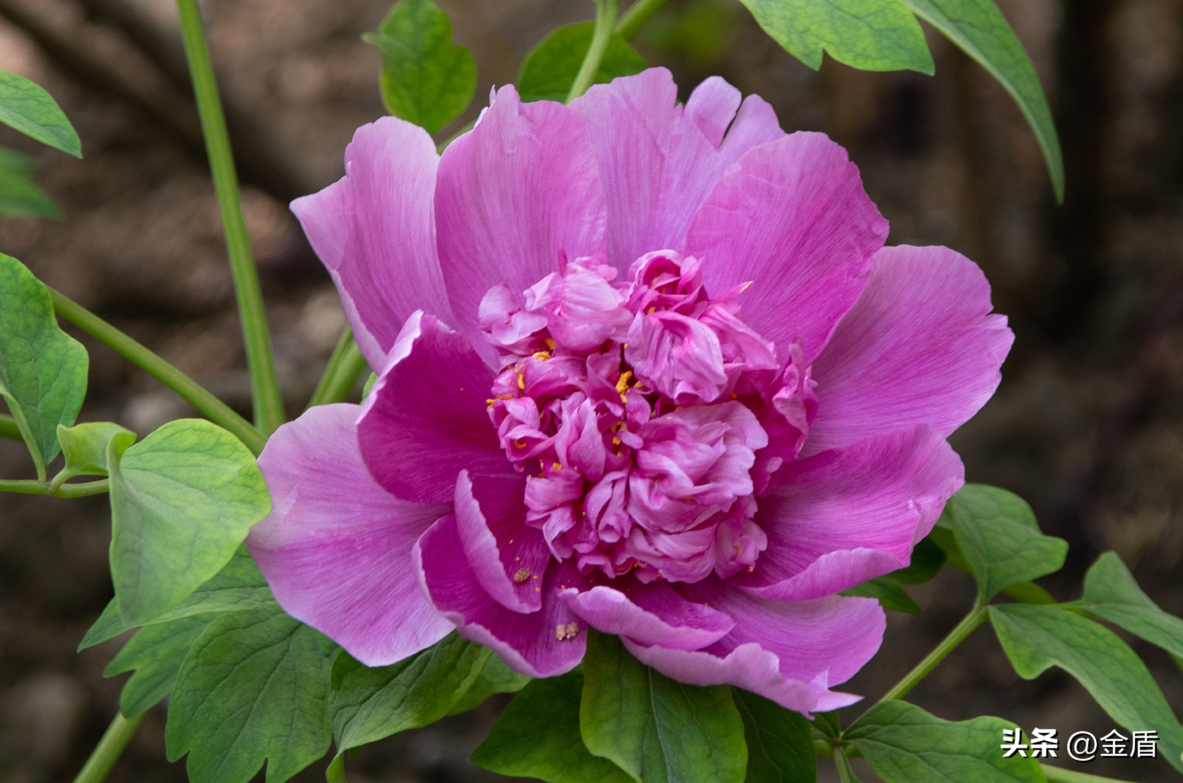 牡丹放在人面前人们会说雍容华贵,雍容华贵的国之牡丹惊艳了世界