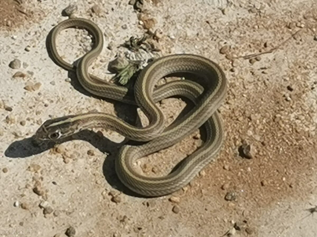 小王子英语版thelittleprince,读《小王子》学英语