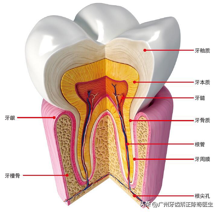如何有效帮助孩子预防龋齿,预防儿童龋齿请家长们积极动起来