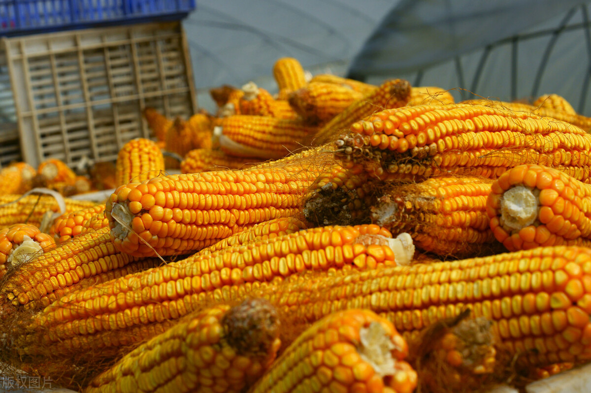 全国各地干玉米价格新行情,今日我国各地玉米价格及行情走势