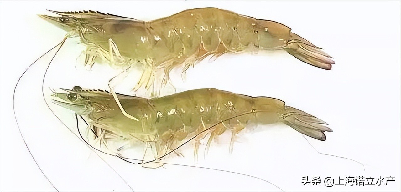 南美白对虾养殖为什么成功率低,南美白对虾养殖如何提高成功率