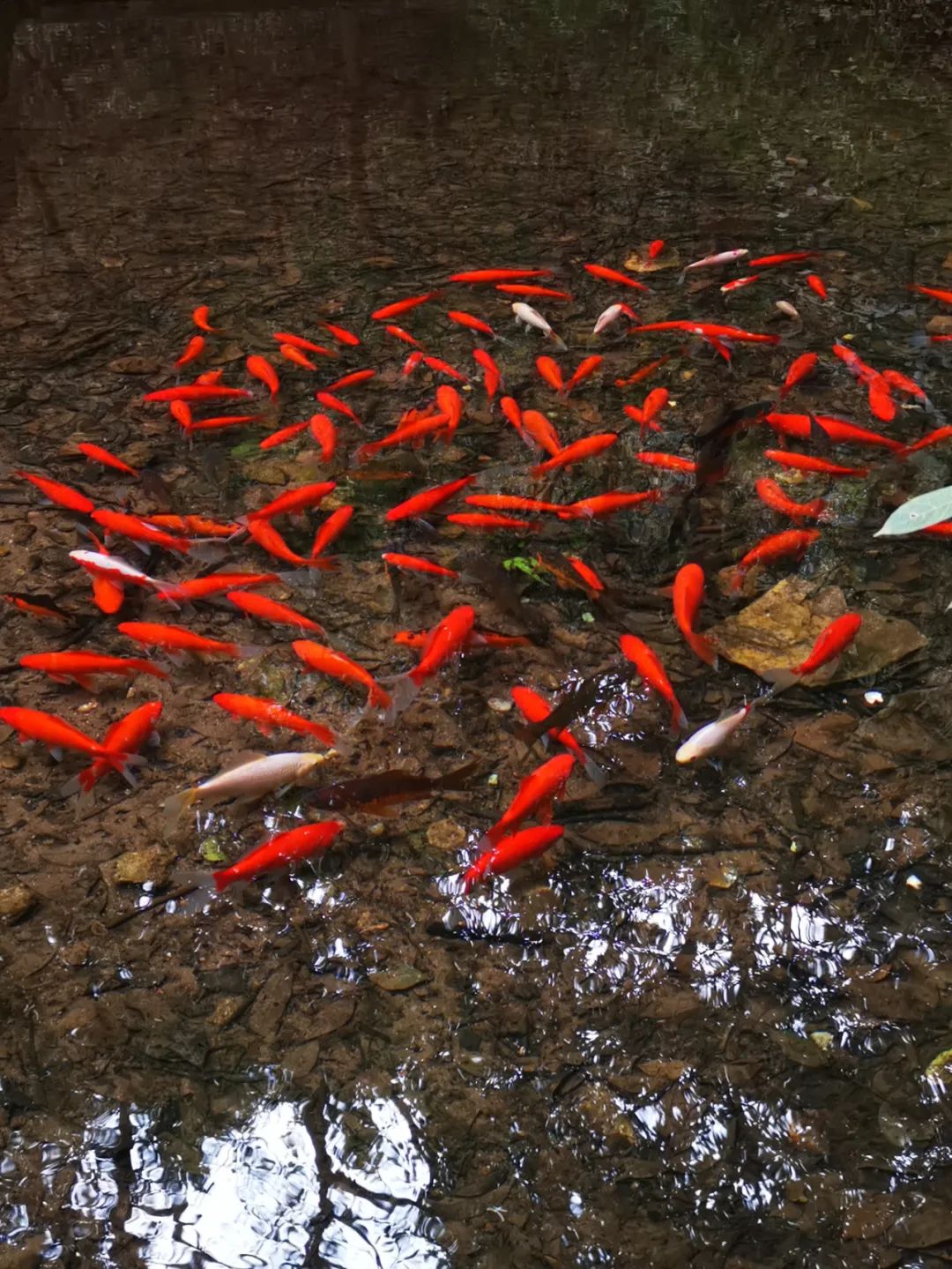 昆明旅游漂流攻略图,昆明夏季旅游攻略一日游景点