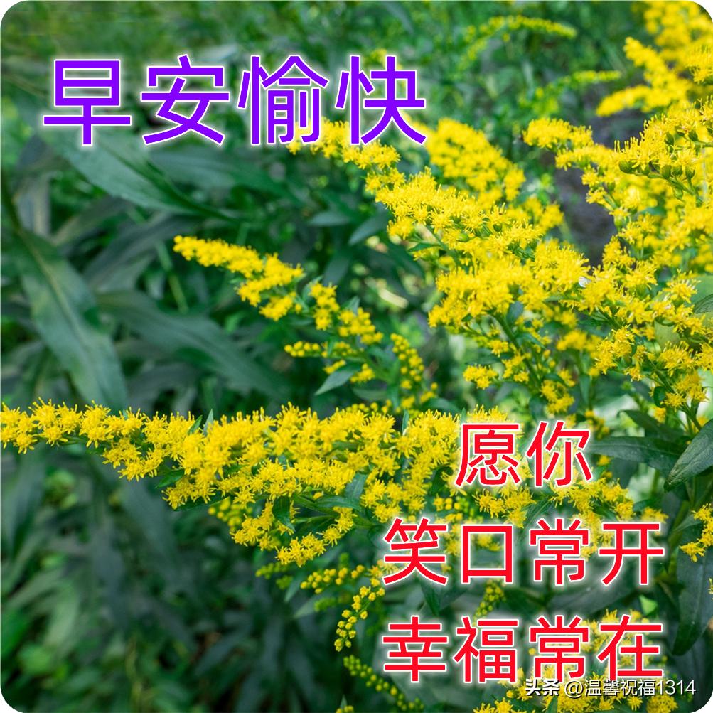 最新最美的早上好问候图片带字,早安问候图片2018年