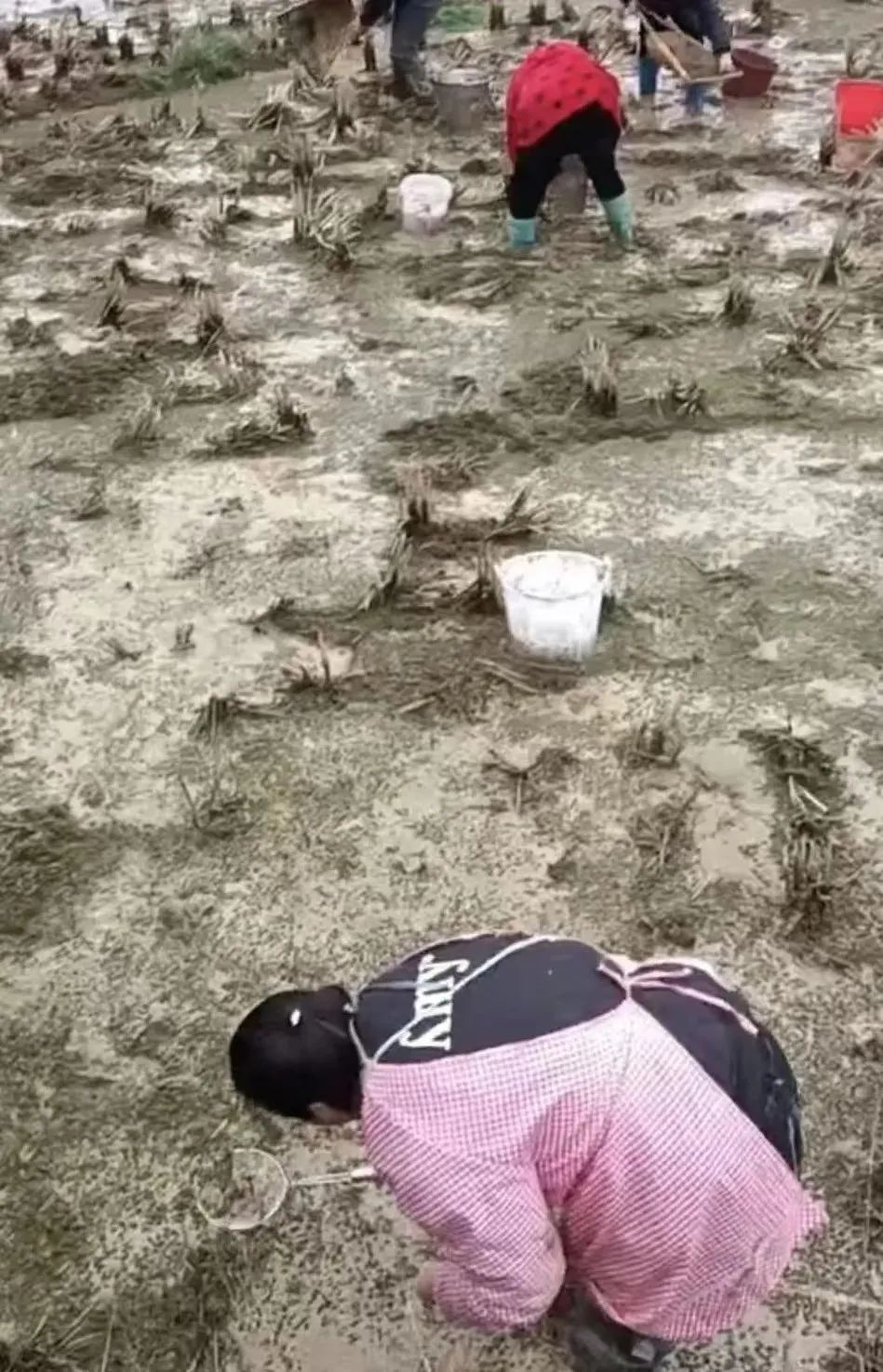 没有一只小龙虾可以活着游出长江,没有一只蝌蚪能活着走出广西