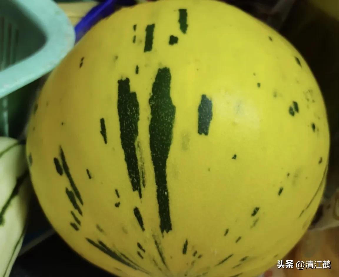 有什么好吃的甜瓜品种适合种植,适合南方种植的黄色厚皮甜瓜品种