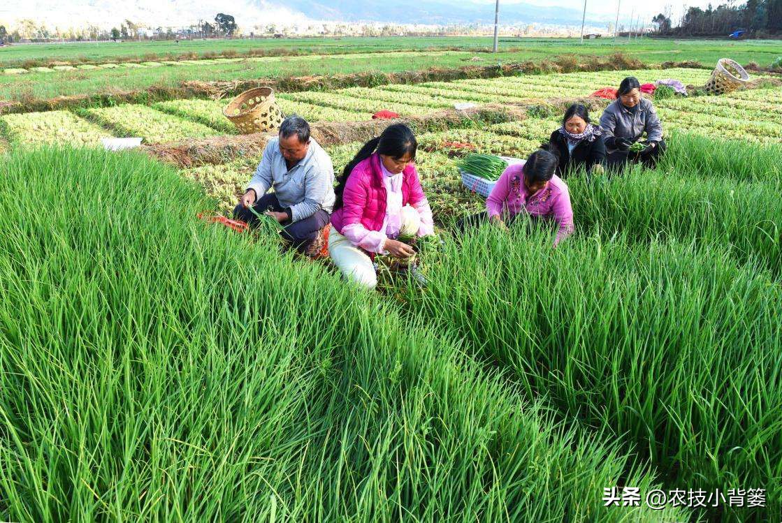 小香葱种植时间和方法视频,小香葱的种植方法和时间