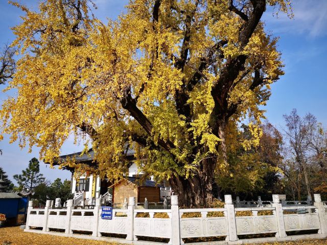 南京秋天旅游景点攻略,秋天南京旅游必去的景点