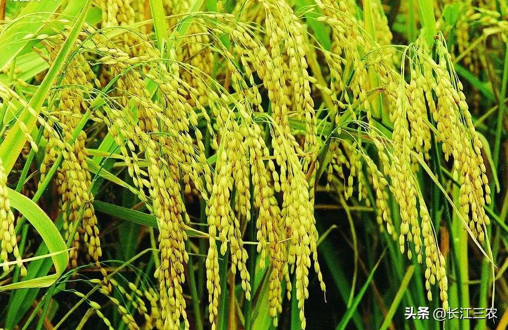 买农资需要警惕什么,农民买到假种子被坑怎么办