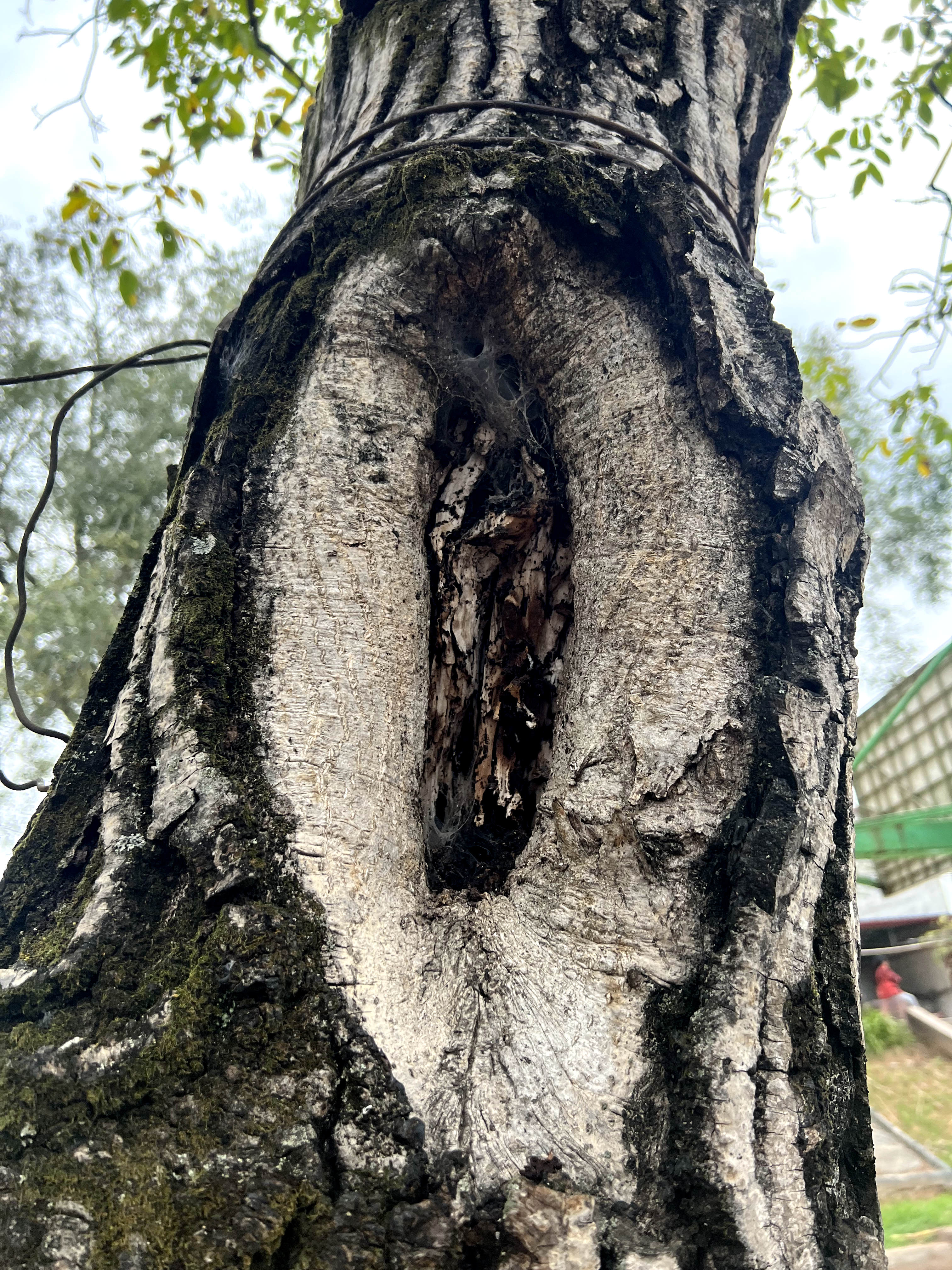 四川广元剑阁核桃树,广元剑阁核桃树