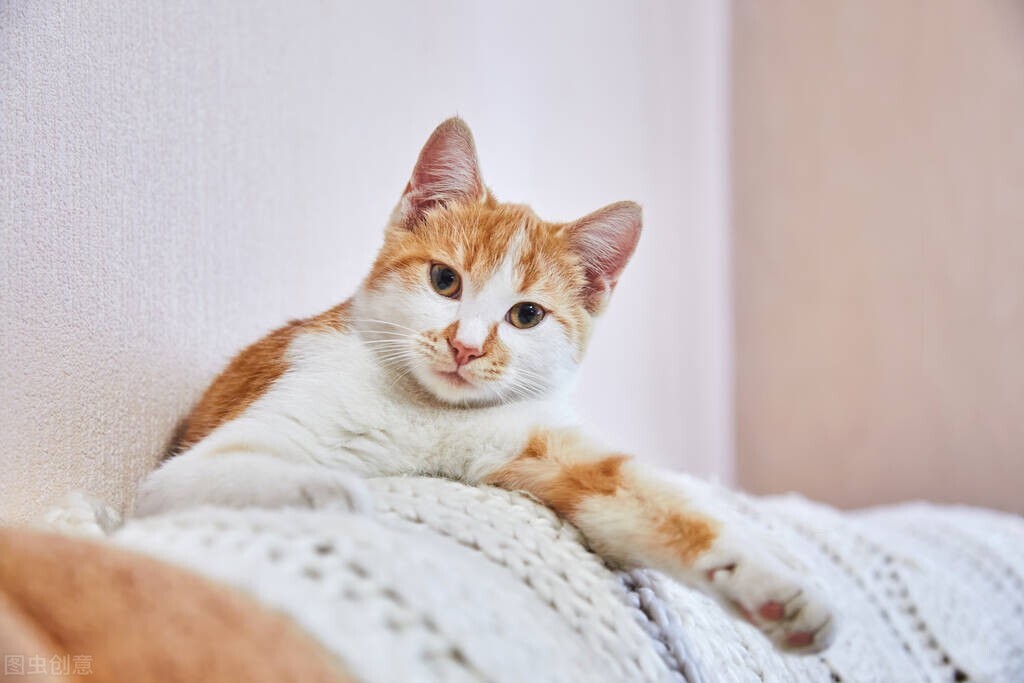 养猫知识猫咪拉不出尿是怎么回事,养猫攻略之猫咪乱尿