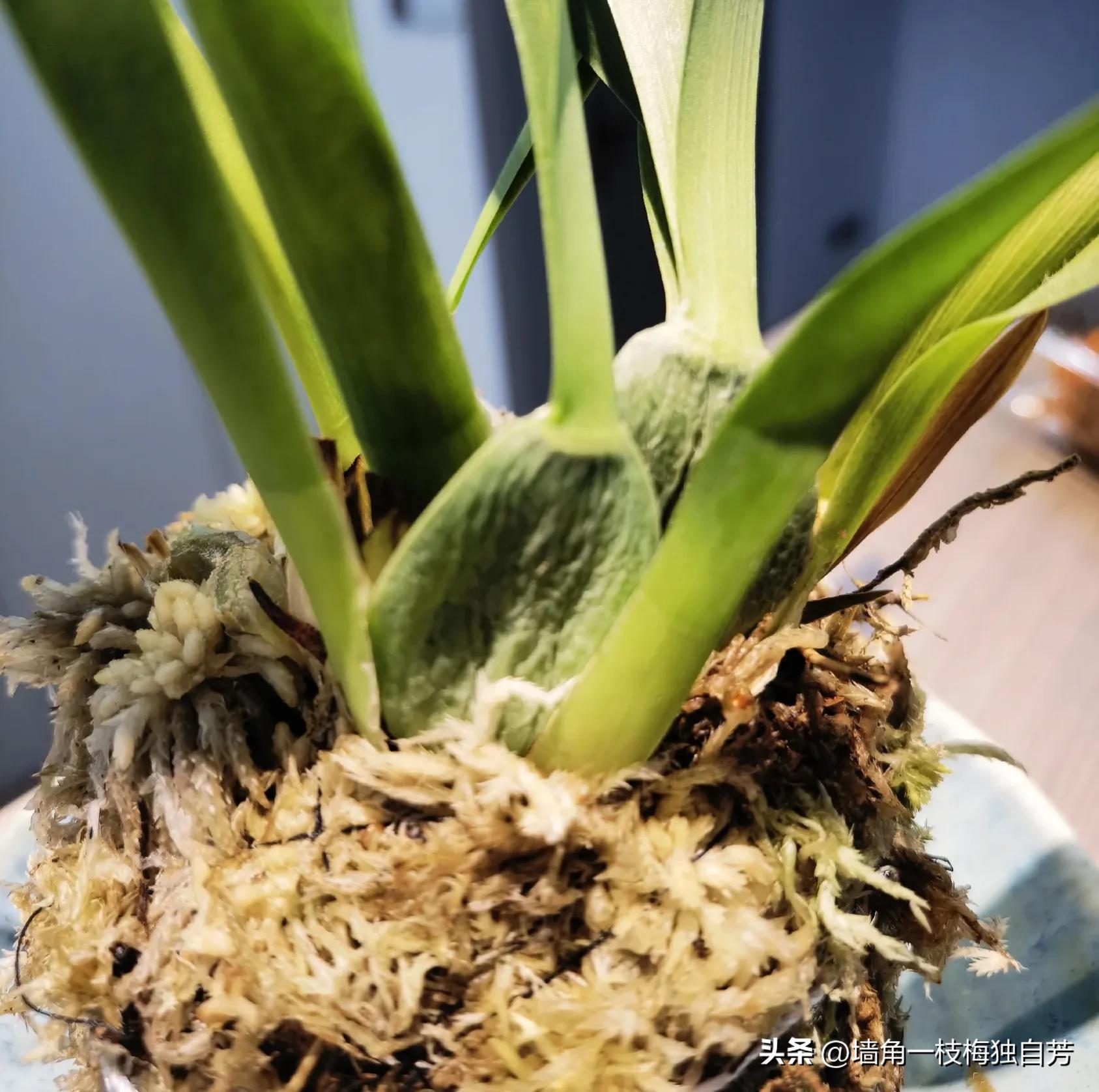 去花店买花怎么样才不会被坑,花店买花避坑指南