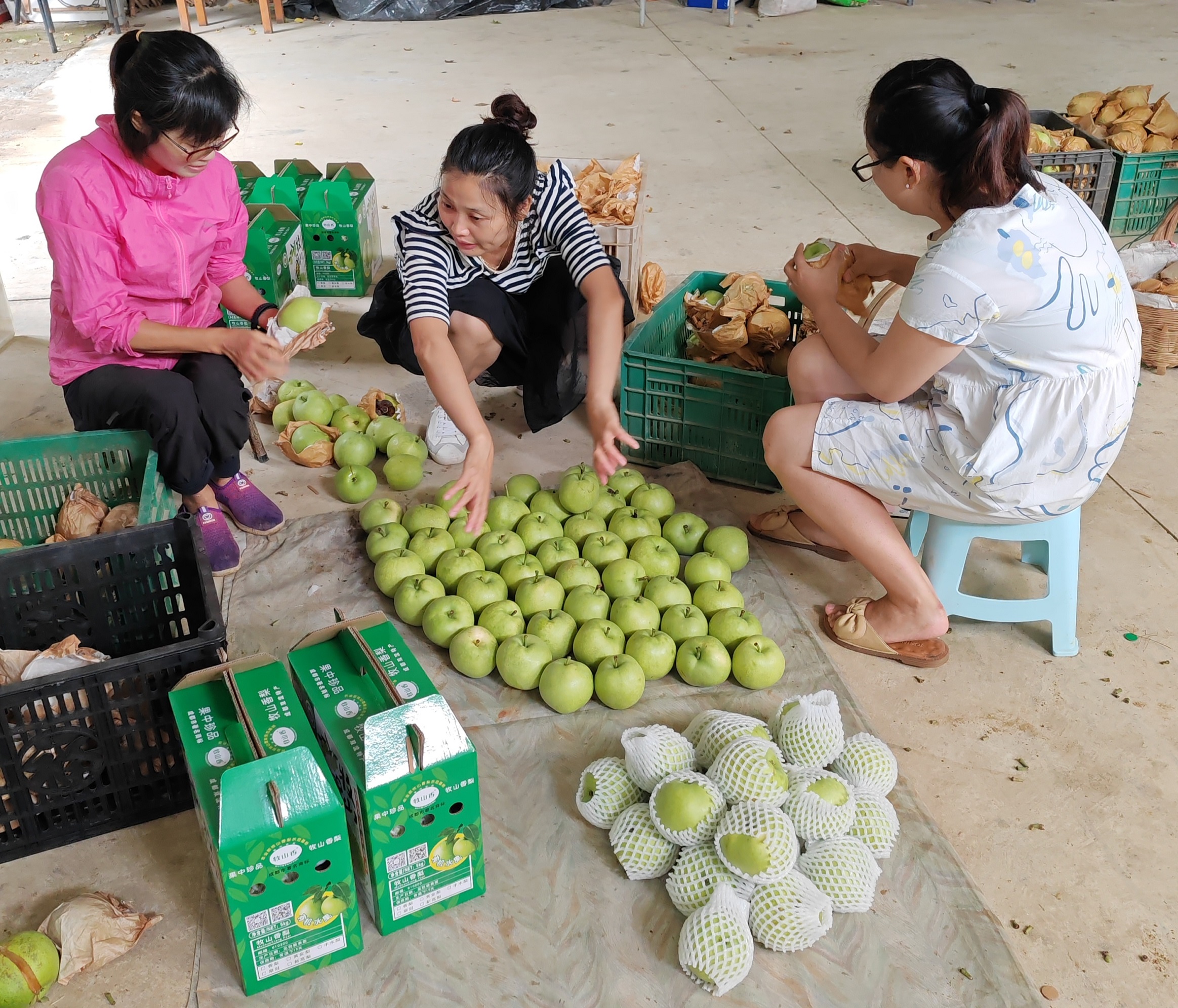 双流黄水：合作社带动种出好香梨牧马山好生态结出“幸福果”