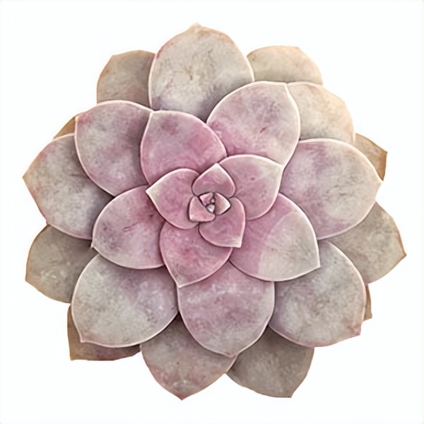 102个大类近500个多肉植物图片，都极其美丽，建议在家中也养一盆