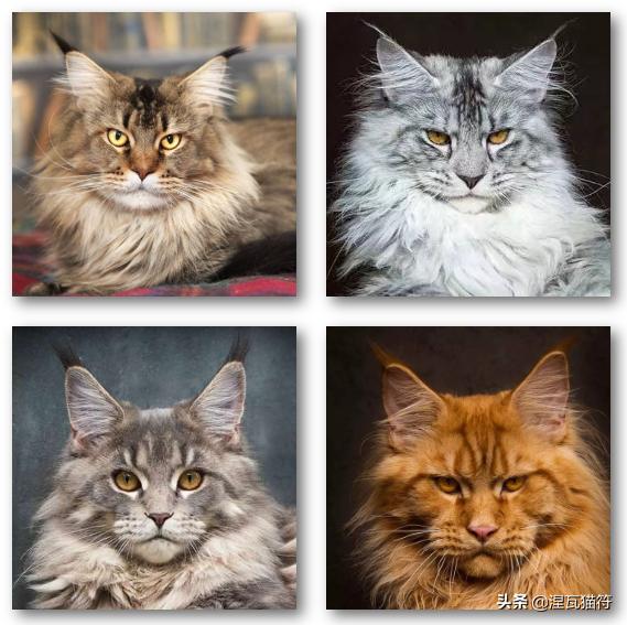 缅因库恩猫银虎斑,缅因猫浅银虎斑