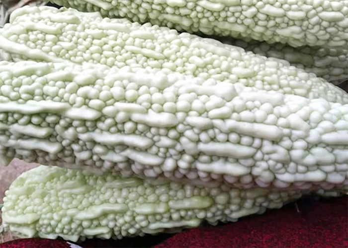 苦瓜怎么区分头尾,苦瓜的种类及功效与作用