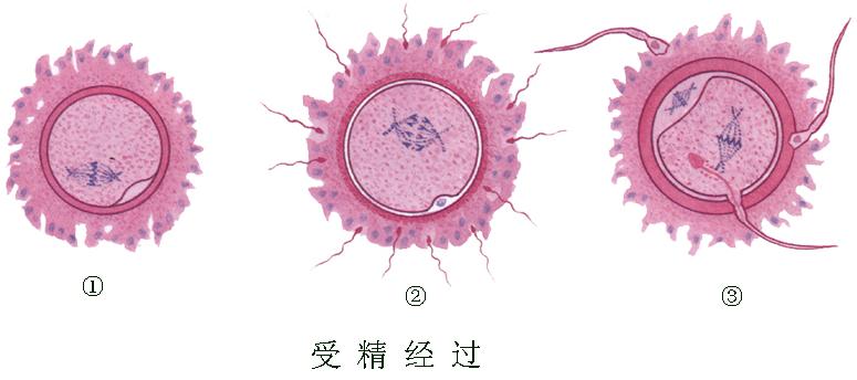 单卵双胞胎和双卵双胞胎的区别,单卵双胞胎异卵