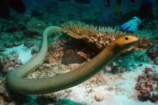 鬼吹灯里面的怪物现实生活有没有,鬼吹灯731部队里的怪物是什么