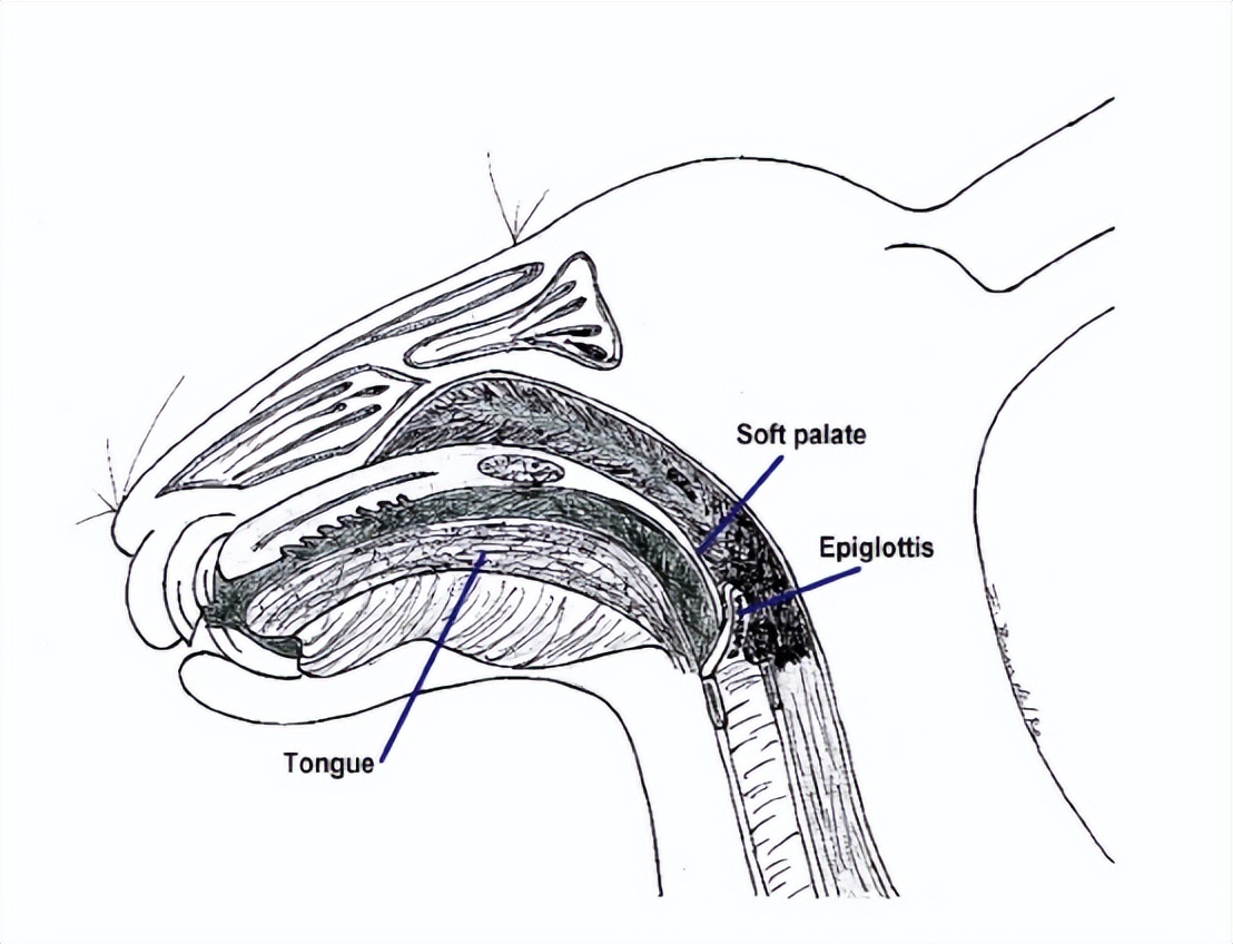 你降生时和兔子有个共同痛点：吃饭不香