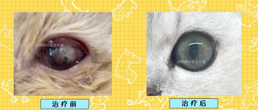 猫角膜穿孔用什么抗生素眼药水,猫角膜穿孔修复过程