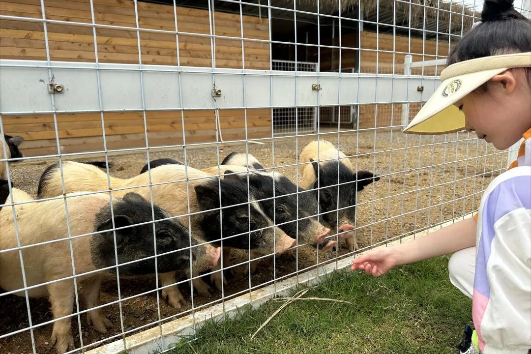 过年买给小朋友的零食礼物,致小朋友的一份礼物请查收