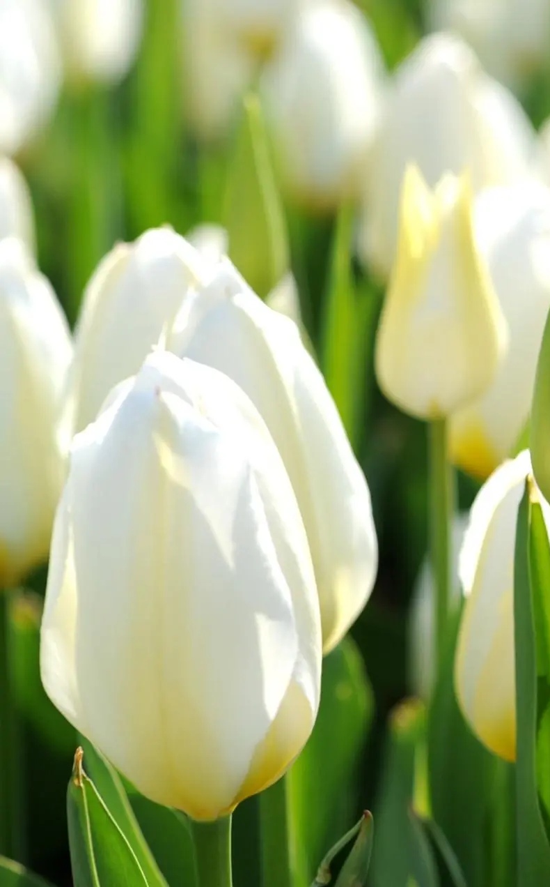 人生要想活得优雅美丽句子,不要忘记自己的优雅和美丽