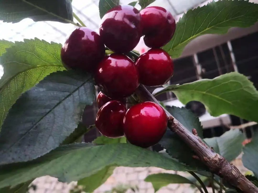 空调大樱桃,卖出“金子价”