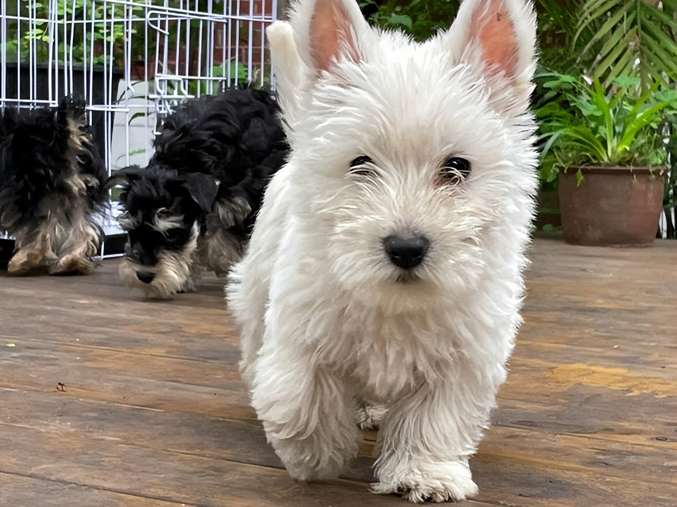 十大没有臭味的狗排名,一个月都不会臭的狗有哪些