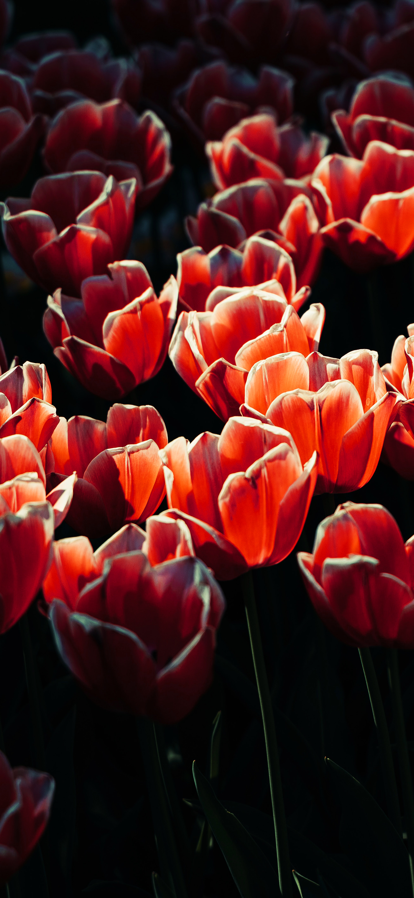 苹果专用壁纸全屏花,花图片壁纸高清全屏