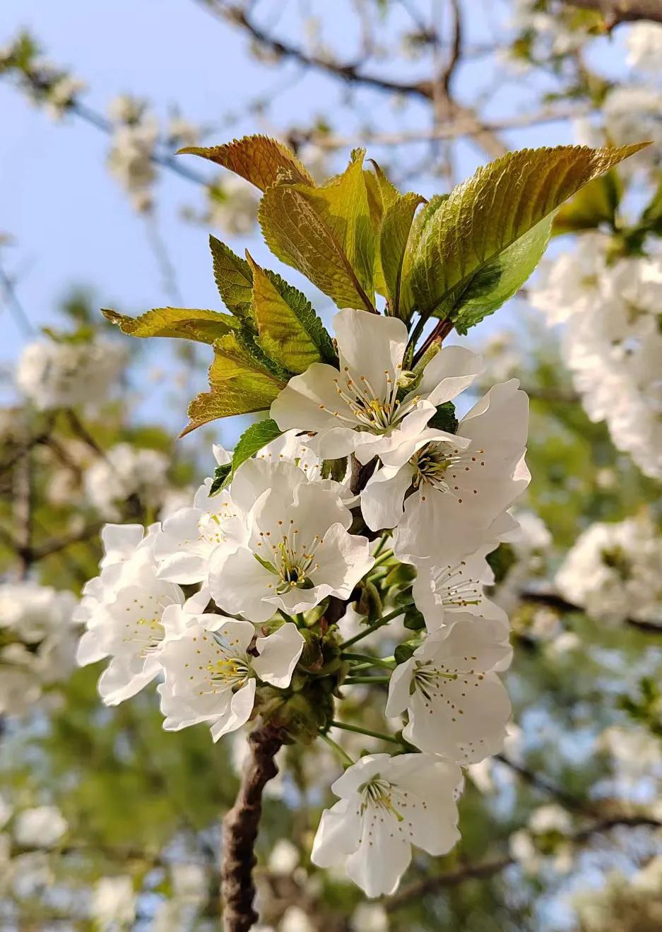 小众却又惊艳的诗词,关于百花的诗词