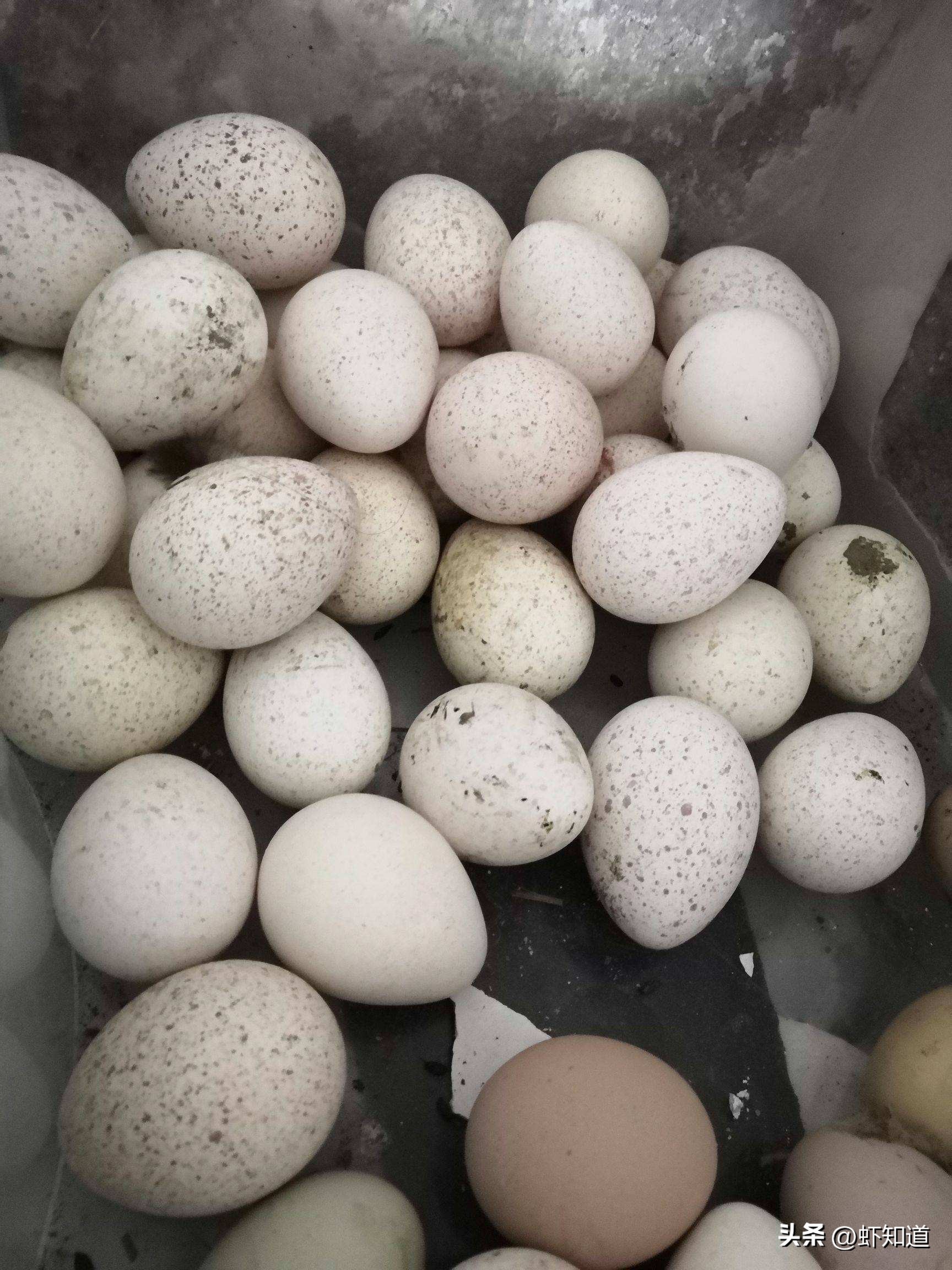 哪种蛋营养高质量高,鸡蛋蛋白质的营养价值最高