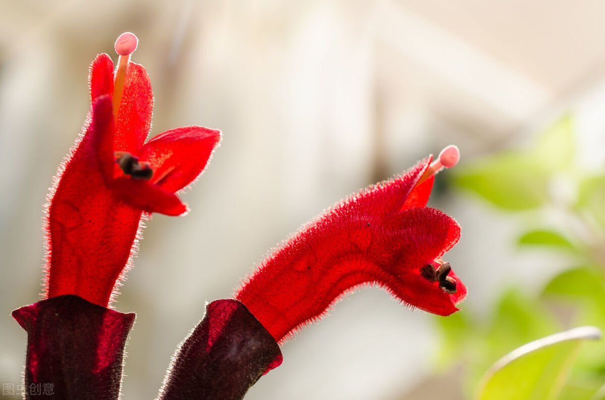 长得比较奇葩的植物,植物界奇葩的几种植物