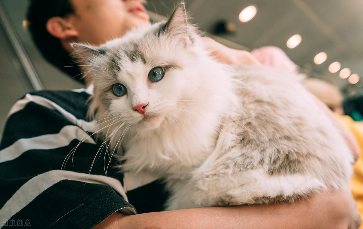 最温顺的宠物猫咪品种有哪些,三大无攻击性猫咪哪种最适合你家